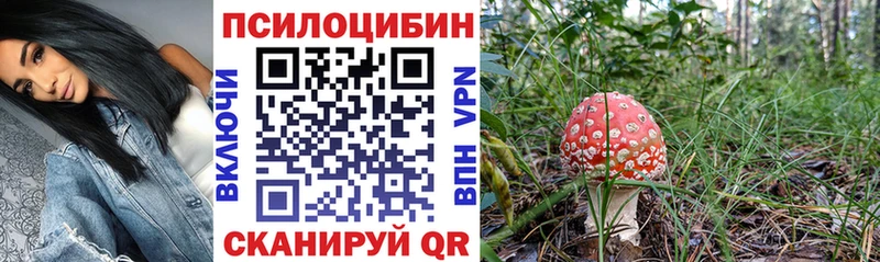 закладка  Павловская  Галлюциногенные грибы Psilocybine cubensis 